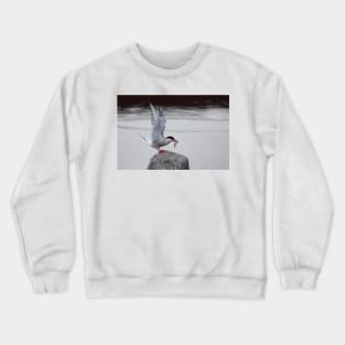 Common Tern Crewneck Sweatshirt